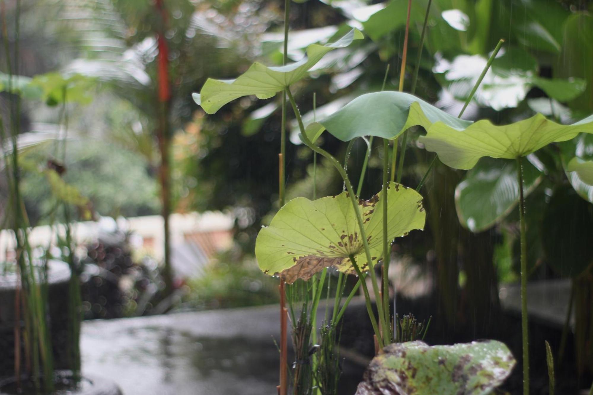 Hanaka Riverside Ubud Exterior photo