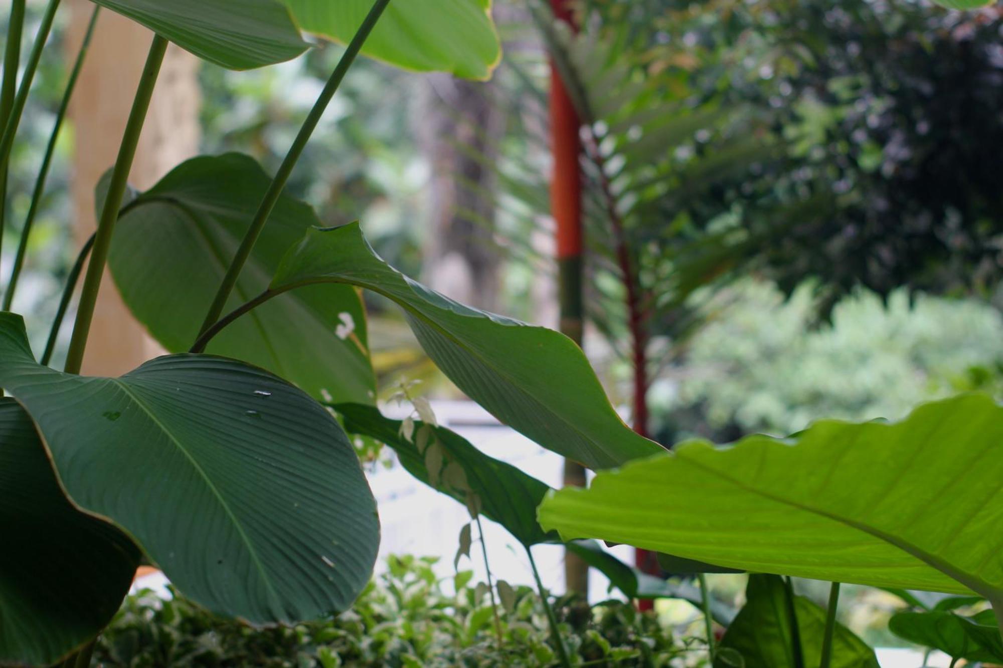 Hanaka Riverside Ubud Exterior photo